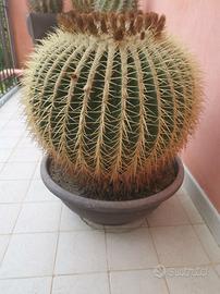pianta grassa in vaso