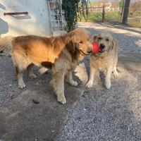 Cucciolata di Golden retriever con pedigree