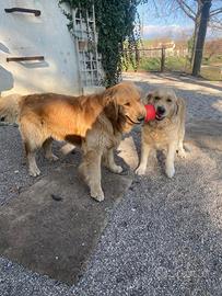 Cucciolata di Golden retriever con pedigree