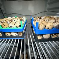 Uova e pulcini di quaglie da carne