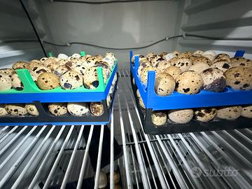 Uova e pulcini di quaglie da carne