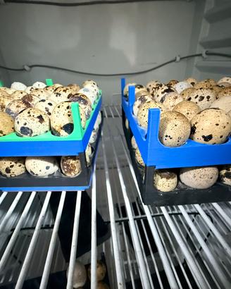 Uova e pulcini di quaglie da carne
