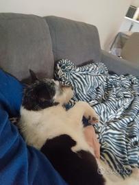 Jack Russel 10 anni, meraviglioso