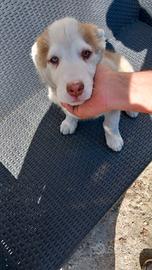 Cucciolo husky maschio 2 mesi