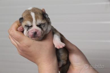 Cuccioli Akita
