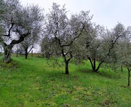 Terreno agricolo