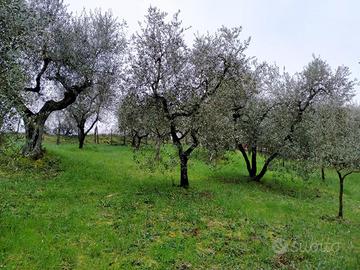 Terreno agricolo