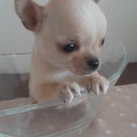 Cucciola Chihuahua
