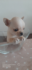 Cucciola Chihuahua