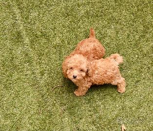 Barboncino toy cuccioli