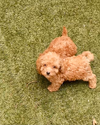 Barboncino toy cuccioli