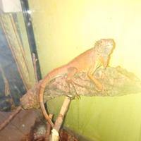Iguana