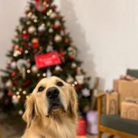 Golden Retriver