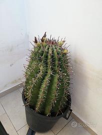 Pianta di Ferocactus Latispinus