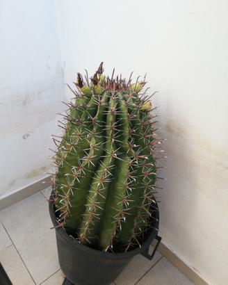 Pianta di Ferocactus Latispinus