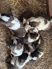 Cuccioli di San Bernardo