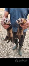 Furetti