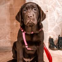 Cuccioli di Labrador - Allevamento TOP in Italia