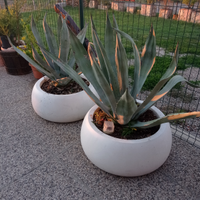 Agave americana