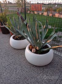 Agave americana