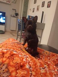 Cane per accoppiamento