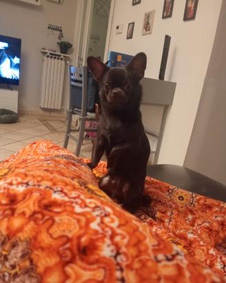 Cane per accoppiamento