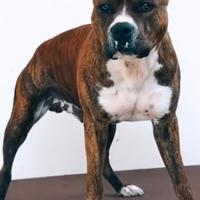 Amstaff Maschio con Pedigree Disponibile per Monta