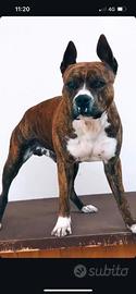 Amstaff Maschio con Pedigree Disponibile per Monta
