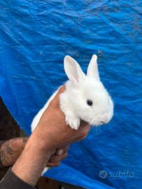 Conigli bianco e marrone cuccioli