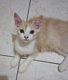 Gattino mix highland scottish( genitori testati)