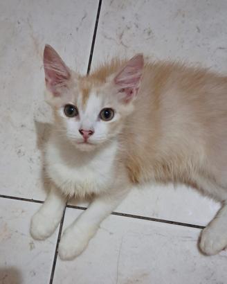 Gattino mix highland scottish( genitori testati)