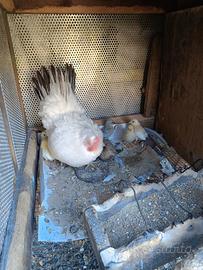 Pulcini di gallina ornamentale