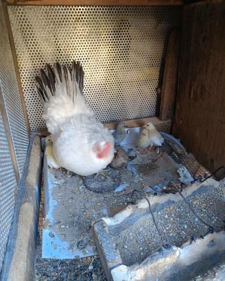 Pulcini di gallina ornamentale