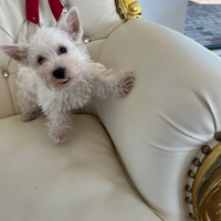 Cuccioli di Westie pronti per nuove famiglie