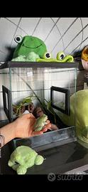 Terrario di vetro per rane e rettili