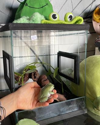 Terrario di vetro per rane e rettili