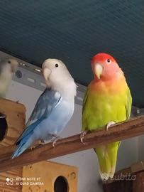Inseparabili