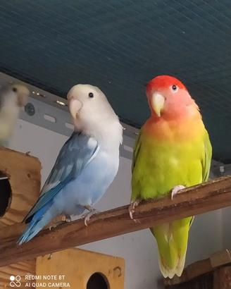 Inseparabili