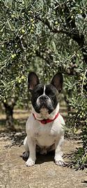 Bulldog francesco per monta