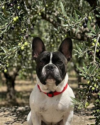 Bulldog francesco per monta