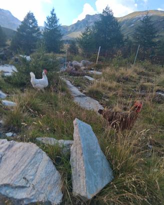 Galline