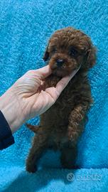 Barboncino mini toy red