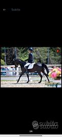 Cavallo  Pony 
