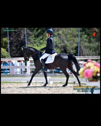 Cavallo  Pony 