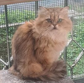 Scottish pelo lungo golden in rehoming