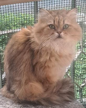 Scottish pelo lungo golden in rehoming