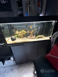 Acquario, axolotl e refrigeratore completo