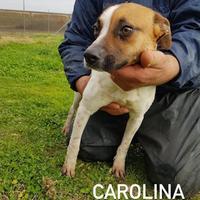 CAROLINA simil Jack Russell in adozione