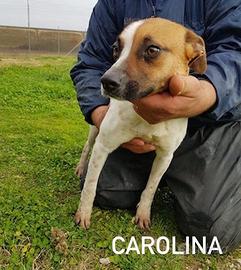 CAROLINA simil Jack Russell in adozione