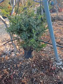 Siepe piante di bosso